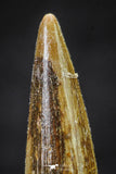 20650 - Well Preserved 1.57 Inch Spinosaurus Dinosaur Tooth Cretaceous