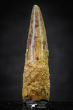 20651 - Well Preserved 1.57 Inch Spinosaurus Dinosaur Tooth Cretaceous