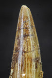 20651 - Well Preserved 1.57 Inch Spinosaurus Dinosaur Tooth Cretaceous