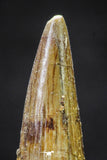 20651 - Well Preserved 1.57 Inch Spinosaurus Dinosaur Tooth Cretaceous