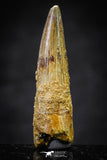 20651 - Well Preserved 1.57 Inch Spinosaurus Dinosaur Tooth Cretaceous