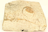 30797 - Beautiful 0.73 Inch Onnia sp Ordovician Trilobite