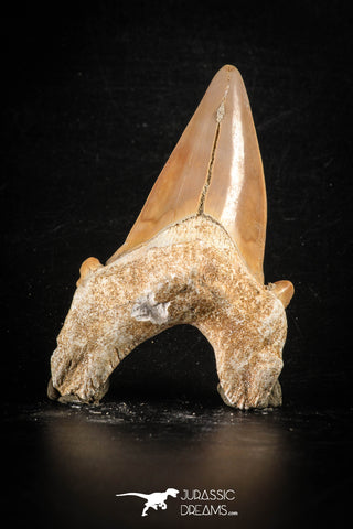 88466 - Top Huge OTODUS OBLIQUUS (mackerel shark) Tooth Paleocene