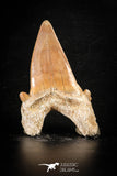 88466 - Top Huge OTODUS OBLIQUUS (mackerel shark) Tooth Paleocene