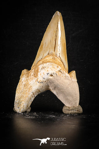 88467 - Top Huge OTODUS OBLIQUUS (mackerel shark) Tooth Paleocene