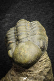 22069 - Top Rare Detailed 1.99 Inch Reedops sp Lower Devonian Trilobite