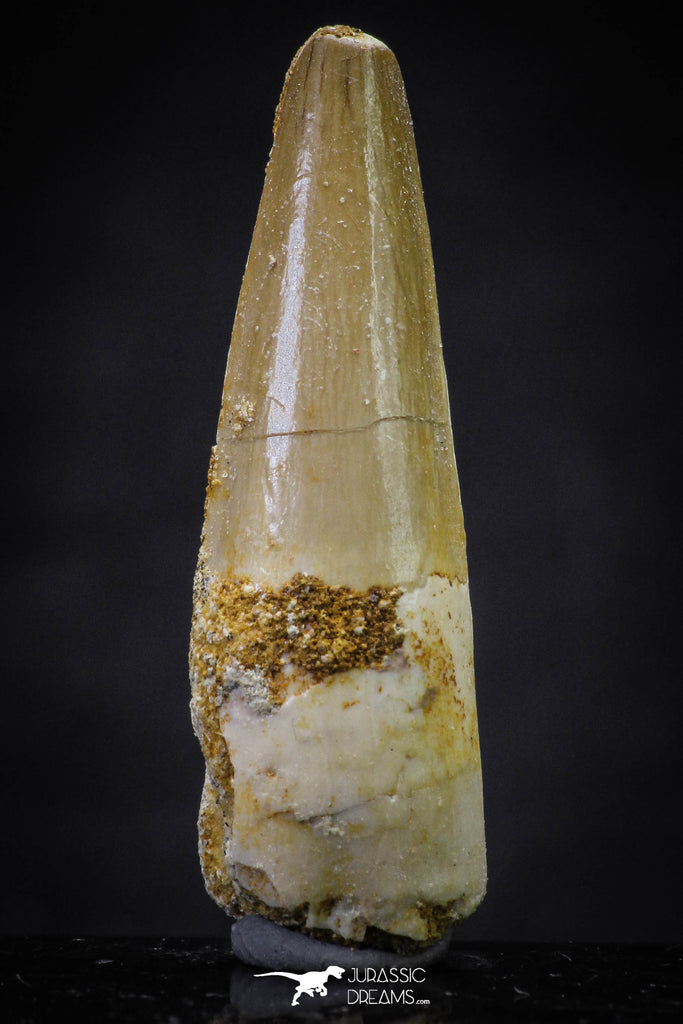 20652 - Well Preserved 1.63 Inch Spinosaurus Dinosaur Tooth Cretaceous