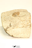 30797 - Beautiful 0.73 Inch Onnia sp Ordovician Trilobite
