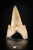 88467 - Top Huge OTODUS OBLIQUUS (mackerel shark) Tooth Paleocene