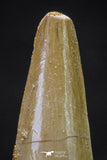 20652 - Well Preserved 1.63 Inch Spinosaurus Dinosaur Tooth Cretaceous