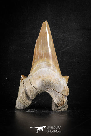 88468 - Top Huge OTODUS OBLIQUUS (mackerel shark) Tooth Paleocene
