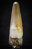 20652 - Well Preserved 1.63 Inch Spinosaurus Dinosaur Tooth Cretaceous
