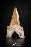 88468 - Top Huge OTODUS OBLIQUUS (mackerel shark) Tooth Paleocene