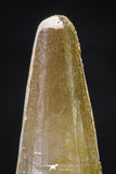 20652 - Well Preserved 1.63 Inch Spinosaurus Dinosaur Tooth Cretaceous