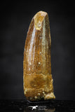 20653 - Well Preserved 1.44 Inch Spinosaurus Dinosaur Tooth Cretaceous