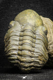 22069 - Top Rare Detailed 1.99 Inch Reedops sp Lower Devonian Trilobite