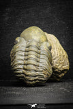 22069 - Top Rare Detailed 1.99 Inch Reedops sp Lower Devonian Trilobite