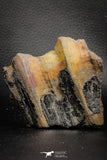 06973 - Beautiful Partial 3.09 Inch Calamites sp Trunk Carboniferous