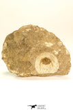 30799 - Well Prepared 0.83 Inch Onnia sp Ordovician Trilobite