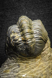 22070 - Top Rare Detailed 2.21 Inch Reedops sp Lower Devonian Trilobite
