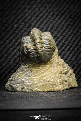 22070 - Top Rare Detailed 2.21 Inch Reedops sp Lower Devonian Trilobite