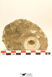 30799 - Well Prepared 0.83 Inch Onnia sp Ordovician Trilobite