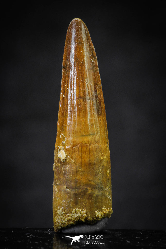 20654 - Well Preserved 1.52 Inch Spinosaurus Dinosaur Tooth Cretaceous