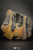 06973 - Beautiful Partial 3.09 Inch Calamites sp Trunk Carboniferous