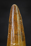 20654 - Well Preserved 1.52 Inch Spinosaurus Dinosaur Tooth Cretaceous