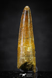 20654 - Well Preserved 1.52 Inch Spinosaurus Dinosaur Tooth Cretaceous