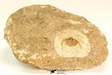 30799 - Well Prepared 0.83 Inch Onnia sp Ordovician Trilobite