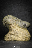 22070 - Top Rare Detailed 2.21 Inch Reedops sp Lower Devonian Trilobite