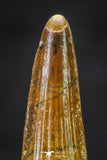 20654 - Well Preserved 1.52 Inch Spinosaurus Dinosaur Tooth Cretaceous