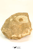 30799 - Well Prepared 0.83 Inch Onnia sp Ordovician Trilobite