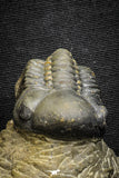 22070 - Top Rare Detailed 2.21 Inch Reedops sp Lower Devonian Trilobite