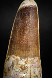 05120 - Well Preserved 2.05 Inch Spinosaurus Dinosaur Tooth Cretaceous