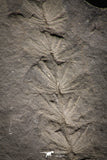 06974 - Beautiful 2.56 Inch Asterophyllites equisetiformis Carboniferous Plant