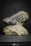 22070 - Top Rare Detailed 2.21 Inch Reedops sp Lower Devonian Trilobite