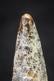 20655 - Well Preserved 1.47 Inch Spinosaurus Dinosaur Tooth Cretaceous