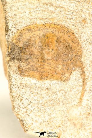 30800 - Nicely Prepared 0.75 Inch Onnia sp Ordovician Trilobite