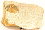 30800 - Nicely Prepared 0.75 Inch Onnia sp Ordovician Trilobite