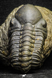 22070 - Top Rare Detailed 2.21 Inch Reedops sp Lower Devonian Trilobite