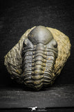 22070 - Top Rare Detailed 2.21 Inch Reedops sp Lower Devonian Trilobite