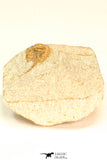 30800 - Nicely Prepared 0.75 Inch Onnia sp Ordovician Trilobite