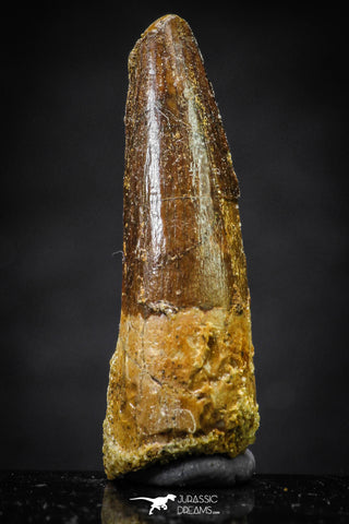 20656 - Well Preserved 1.32 Inch Spinosaurus Dinosaur Tooth Cretaceous