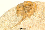30800 - Nicely Prepared 0.75 Inch Onnia sp Ordovician Trilobite