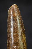 20656 - Well Preserved 1.32 Inch Spinosaurus Dinosaur Tooth Cretaceous