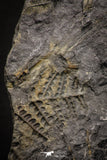 06975 - Beautiful Association of Pecopteris sp + Margaritopteris sp + Sphenopteris sp Carboniferous Fossil Ferns