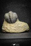 22071 - Top Rare Detailed 2.00 Inch Reedops sp Lower Devonian Trilobite