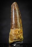 20656 - Well Preserved 1.32 Inch Spinosaurus Dinosaur Tooth Cretaceous